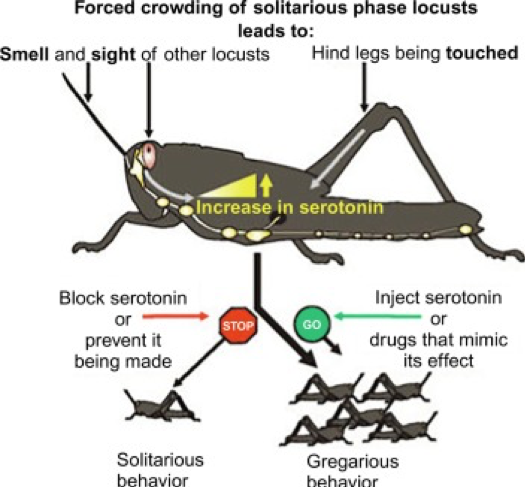 Locust Plague: Swarming East Africa – Our Planet